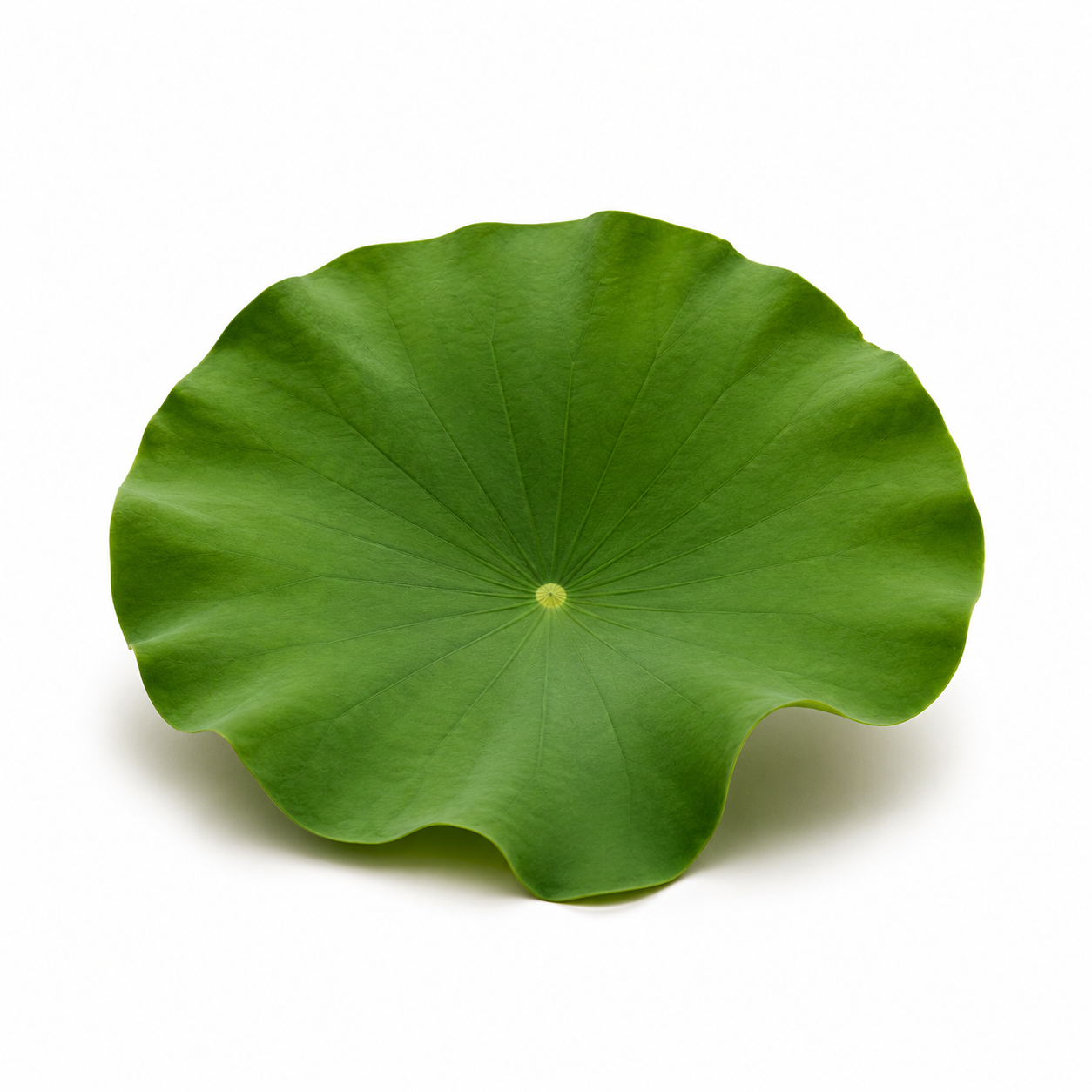 Hoja de loto