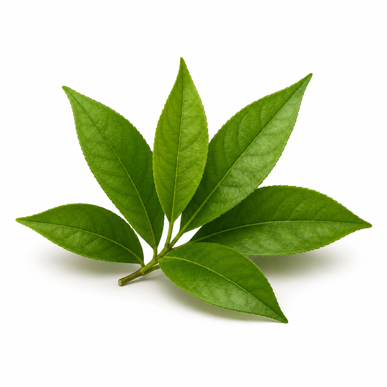 Té verde